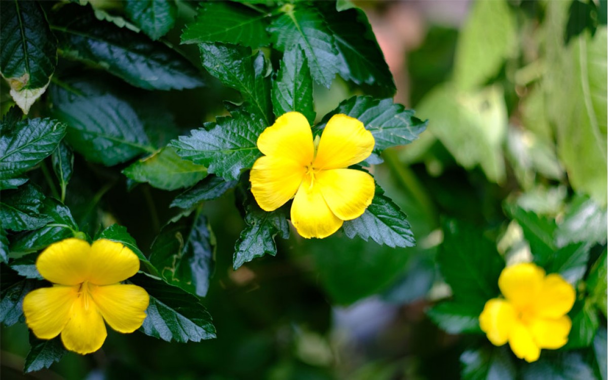 La Damiana, un afrodisiaco natural y estimulante sexual natural