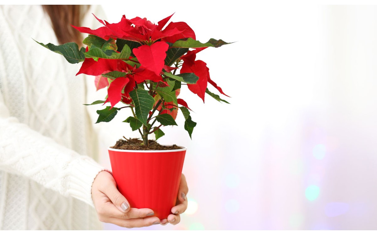 La flor de Pascua, Poinsettia o Euphorbia pulcherrima es una de las plantas más populares en Navidad