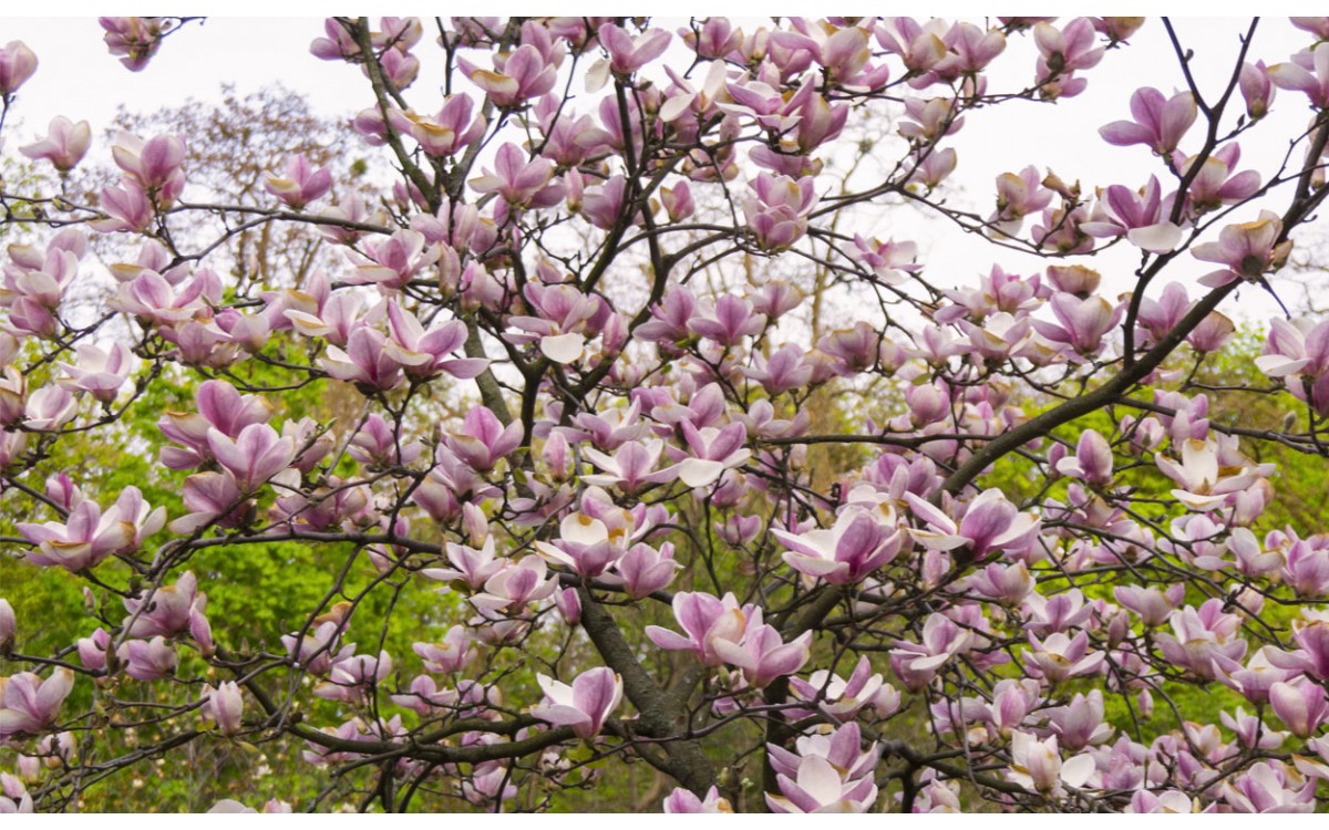 La Magnolia Grandiflora, una planta de imponente belleza