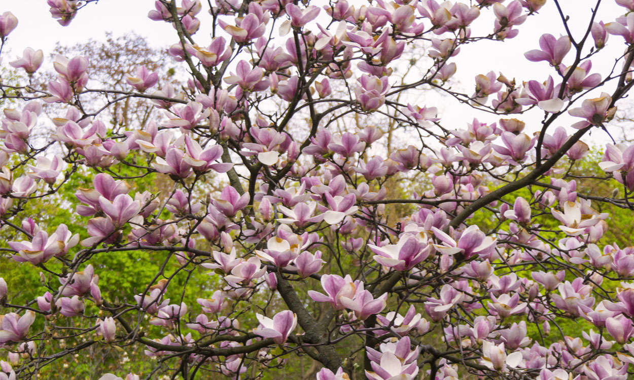 La Magnolia Grandiflora, una planta de imponente belleza