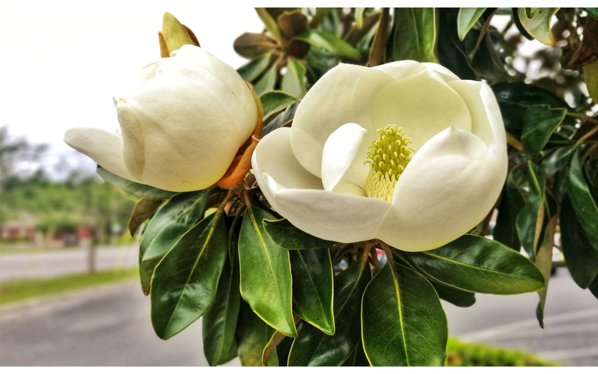 La Magnolia Grandiflora