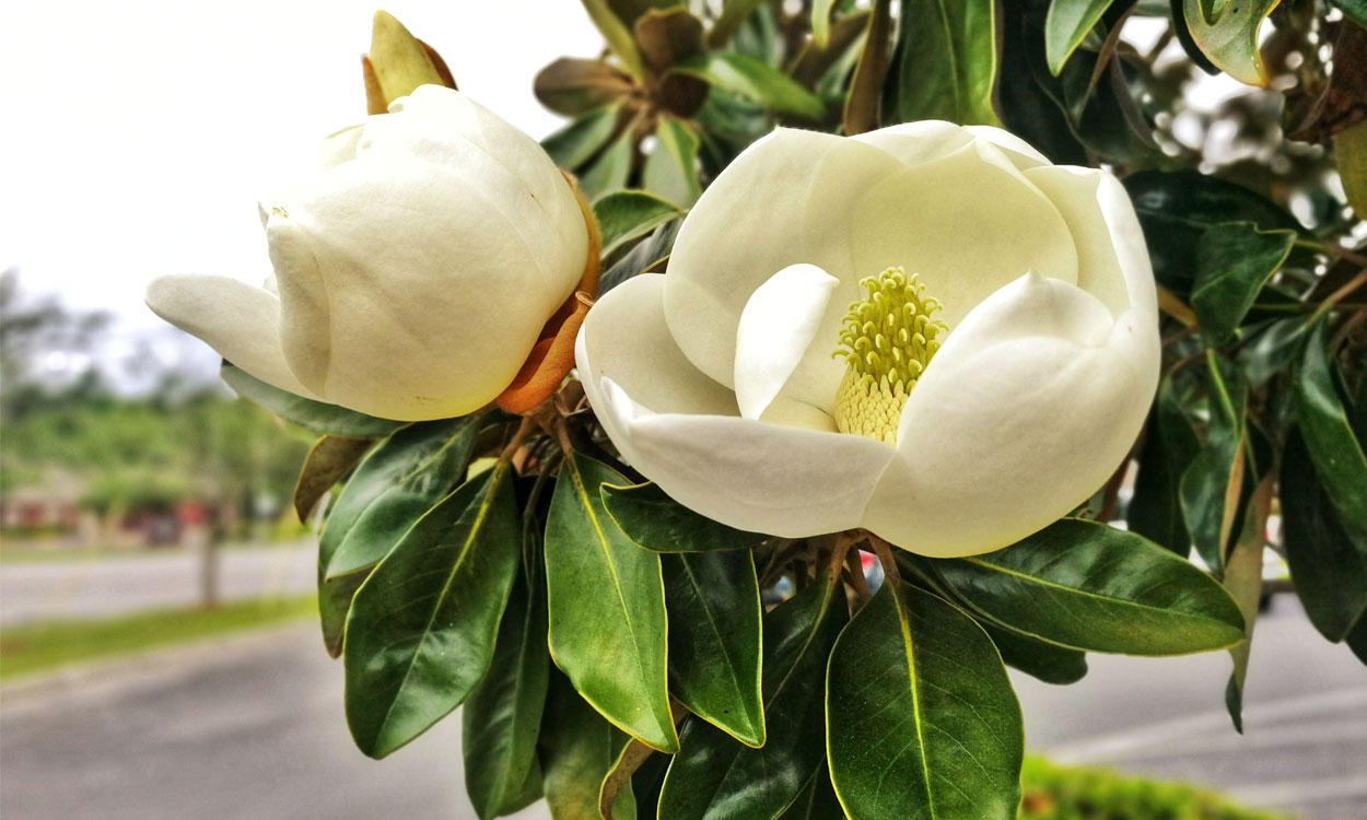 La Magnolia Grandiflora