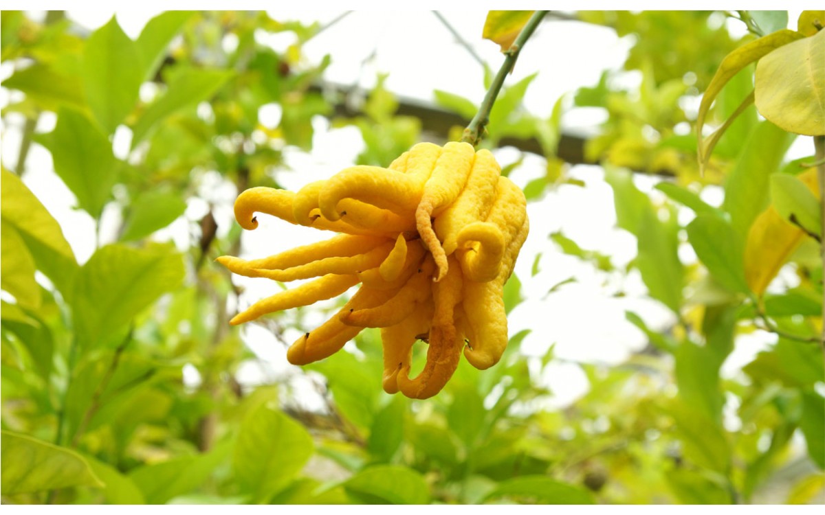 La Mano de Buda, el cítrico más aromático de la naturaleza