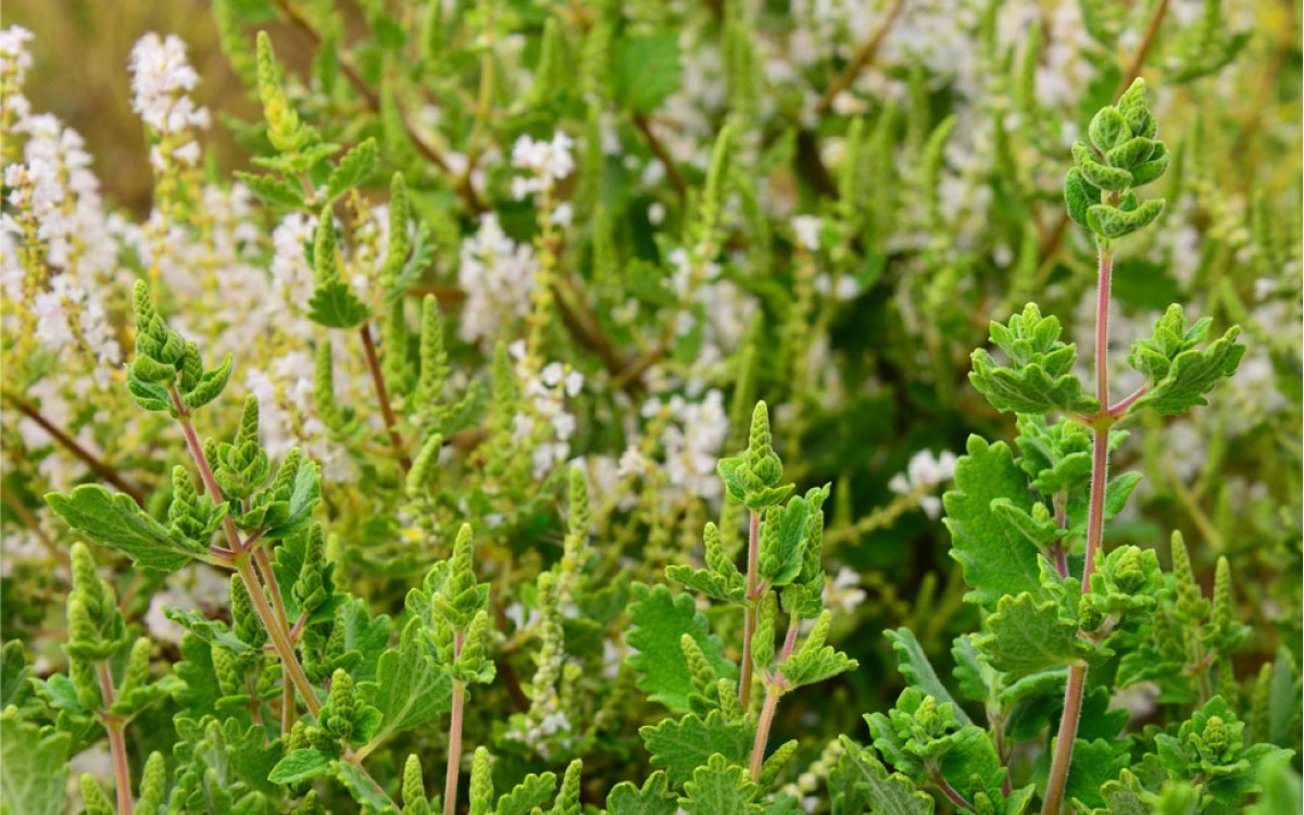 La Mirra una planta Milenaria, mística y transformadora de vidas