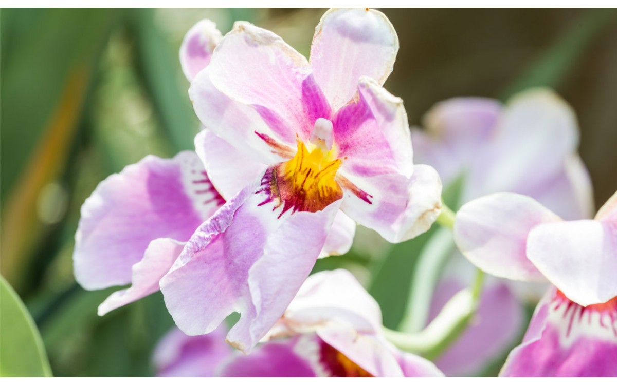 La Vanda: Una Orquídea de Singapur