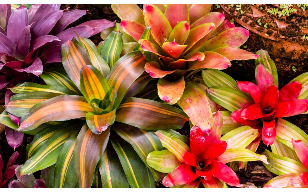 La bromelia es una planta tropical que es fácil de cultivar