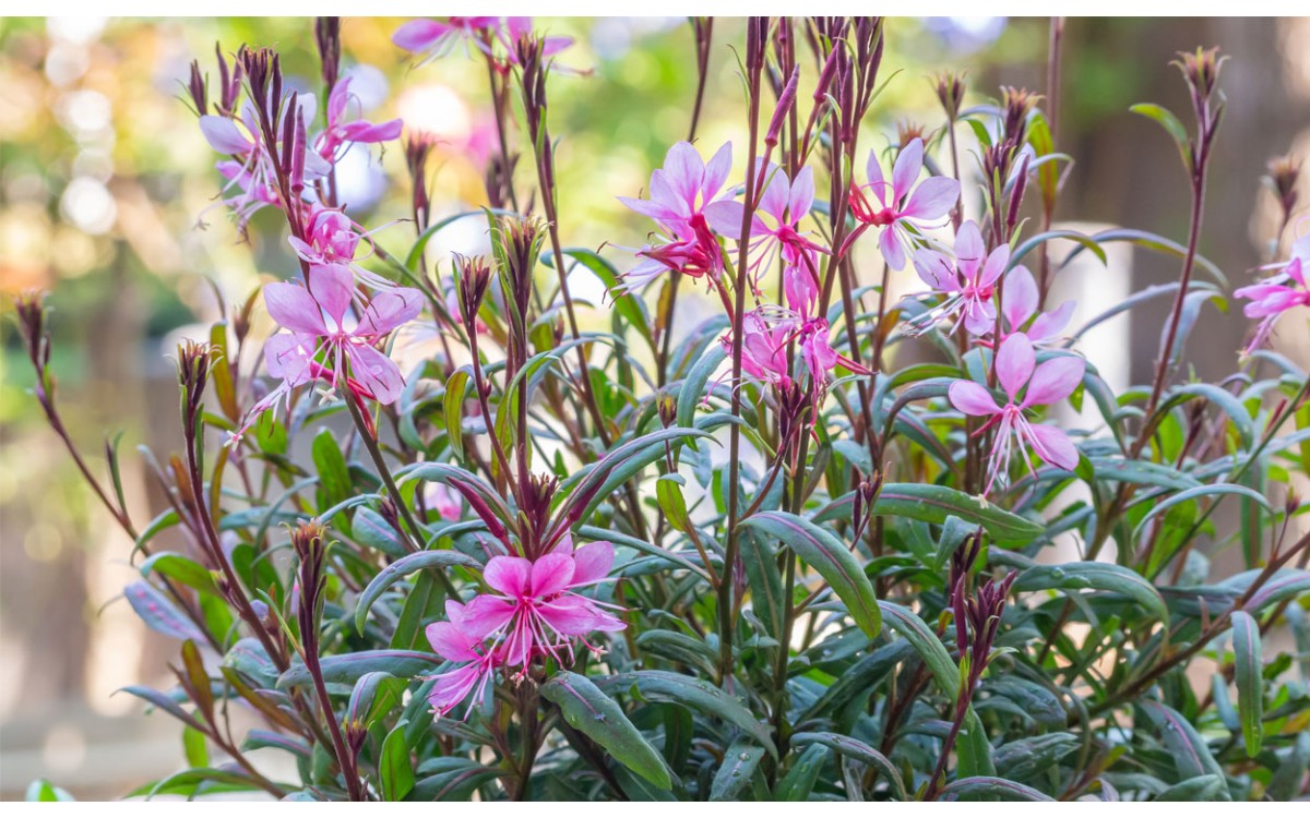 La hermosa planta 'Gaura Lindheimeri' agregará un aspecto salvaje a su jardín