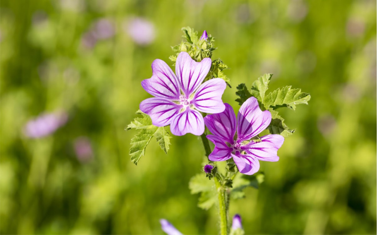 La malva una planta con varias funciones