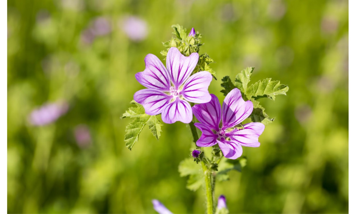 La malva una planta con varias funciones