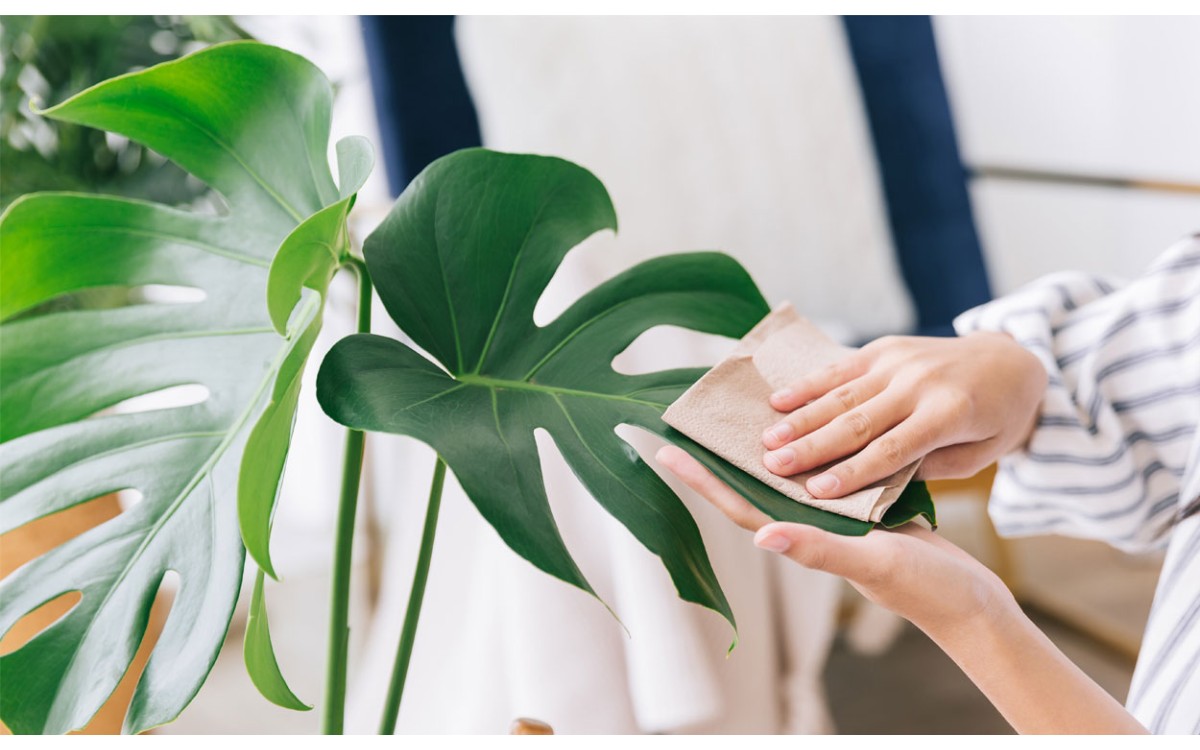 La mejor forma de limpiar las hojas de las plantas