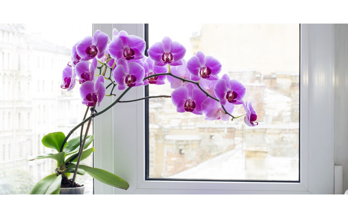 La orquídea, descubre las maravillas de esta planta con flor