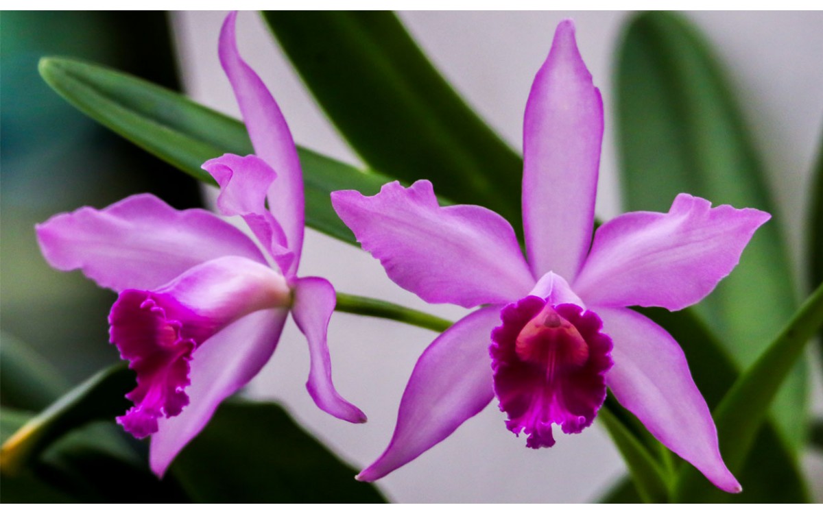 La reina de las orquídeas exóticas: La Cattleya