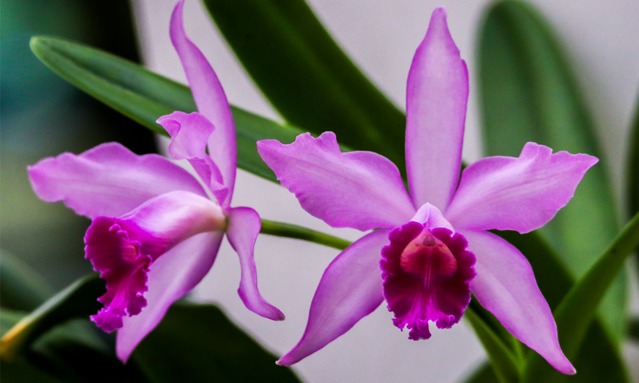 La reina de las orquídeas exóticas: La Cattleya