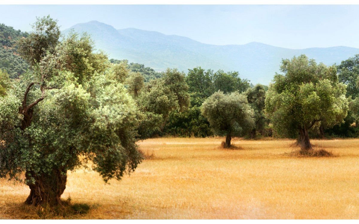 La sencilla planta de olivo y sus cuidados en macetas
