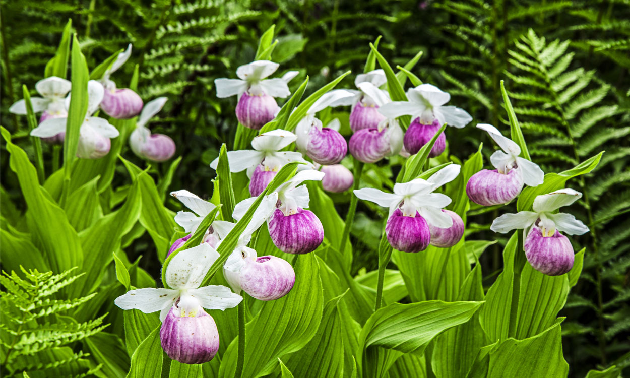 La zapatilla de dama es una orquídea floral resistente