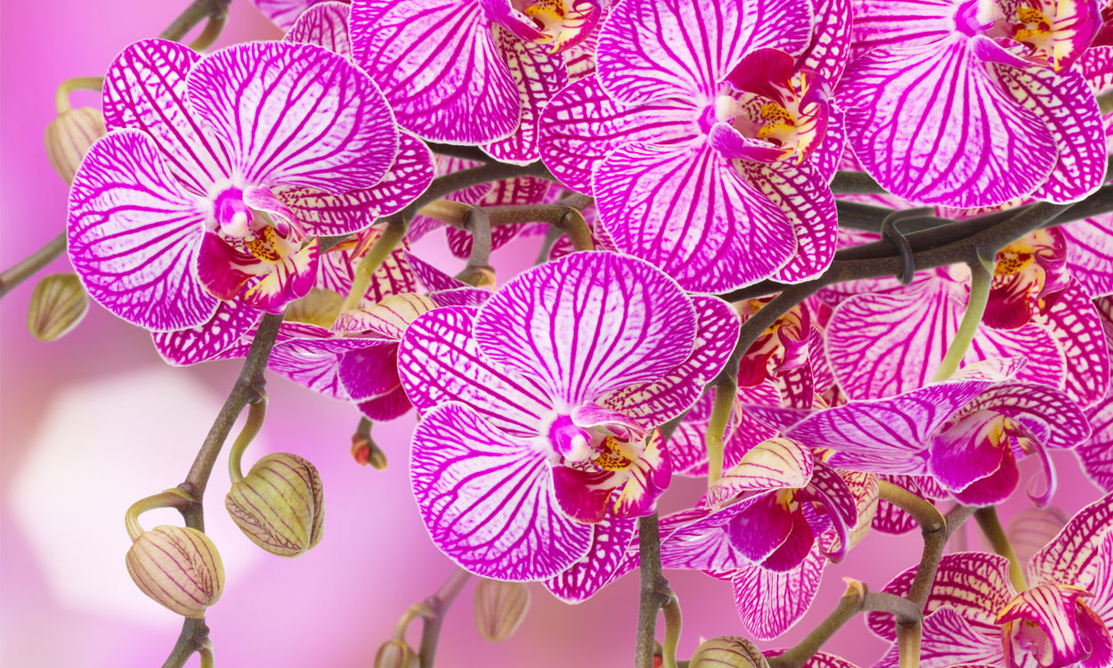 Las 10 orquídeas más exóticas y hermosas del planeta