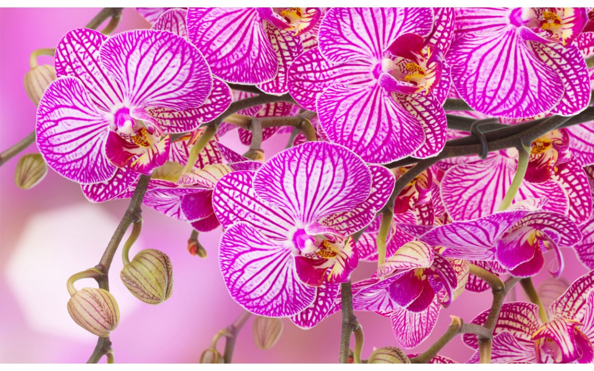 Las 10 orquídeas más exóticas y hermosas del planeta