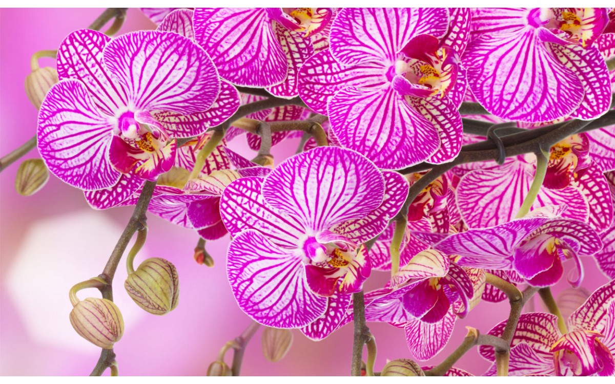 Las 10 orquídeas más exóticas y hermosas del planeta