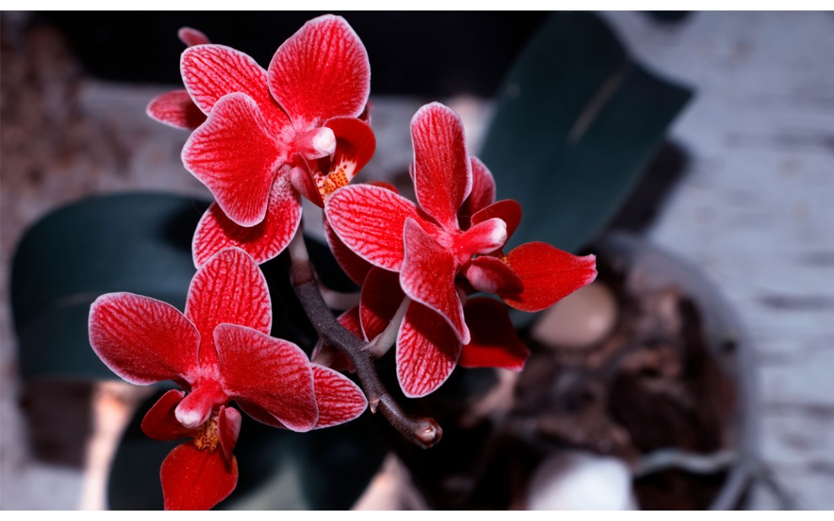 Las Orquídeas Rojas son las mejores amigas del decorador