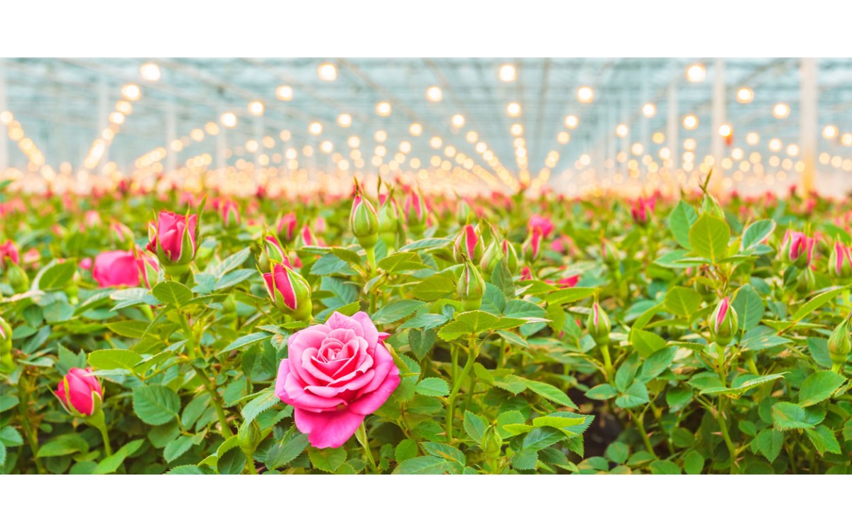 Las Rosas: Conoce un poco más sobre las reinas del Jardín