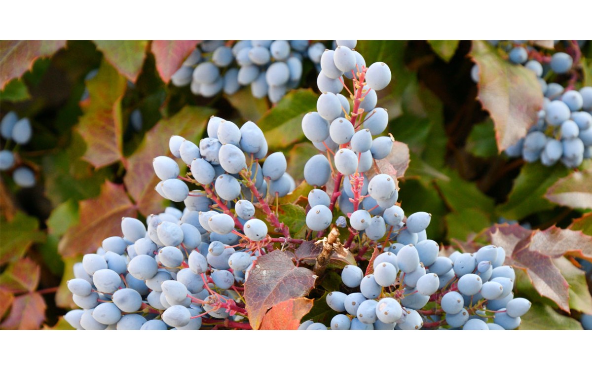 Las Uvas de Oregón un fruto culinario por excelencia, con propiedades curativas