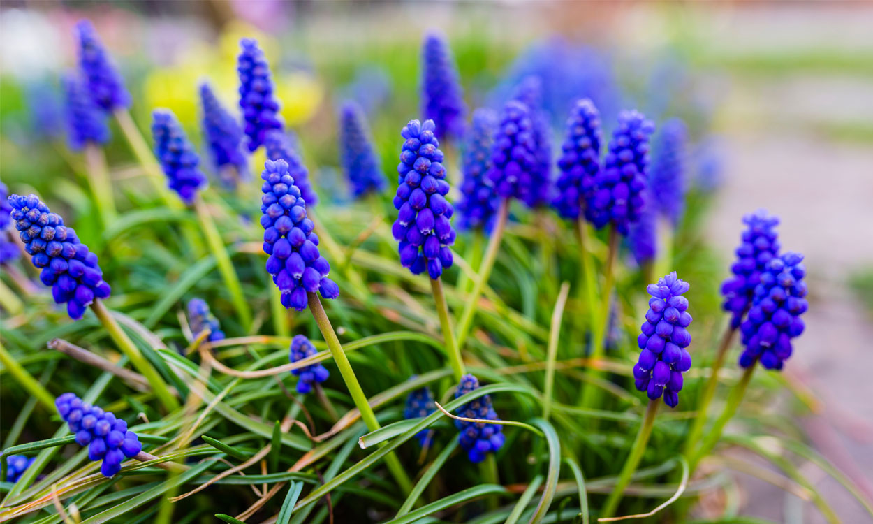 Las aromáticas y hermosas flores de jacinto