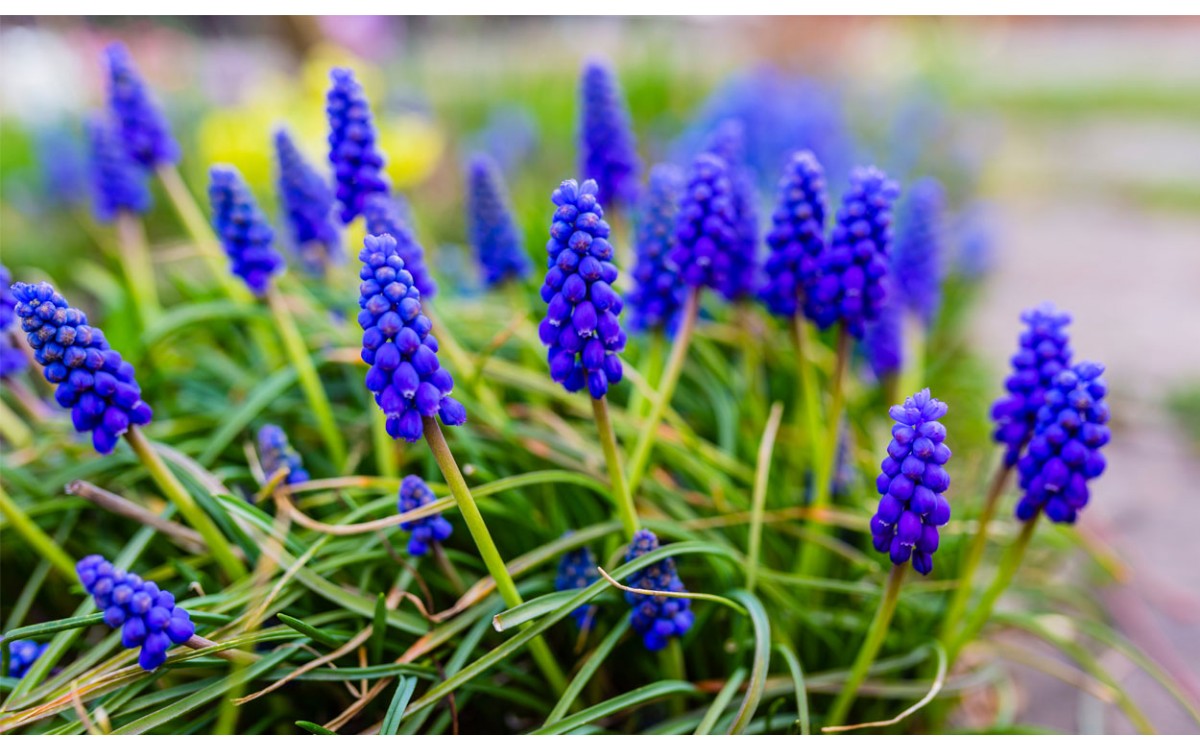 Las aromáticas y hermosas flores de jacinto