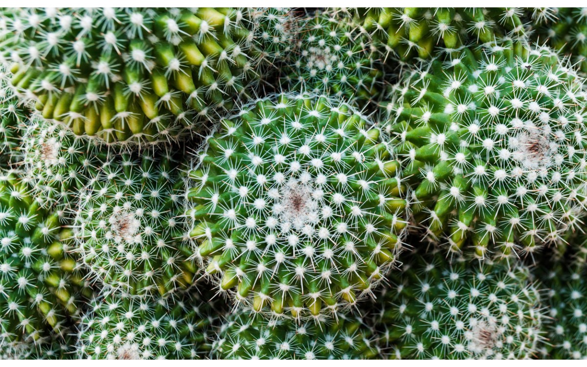 Las exóticas plantas de cactus