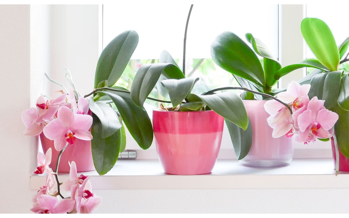 Las mejores orquídeas para decoración de tu hogar que puedes comprar en Madrid
