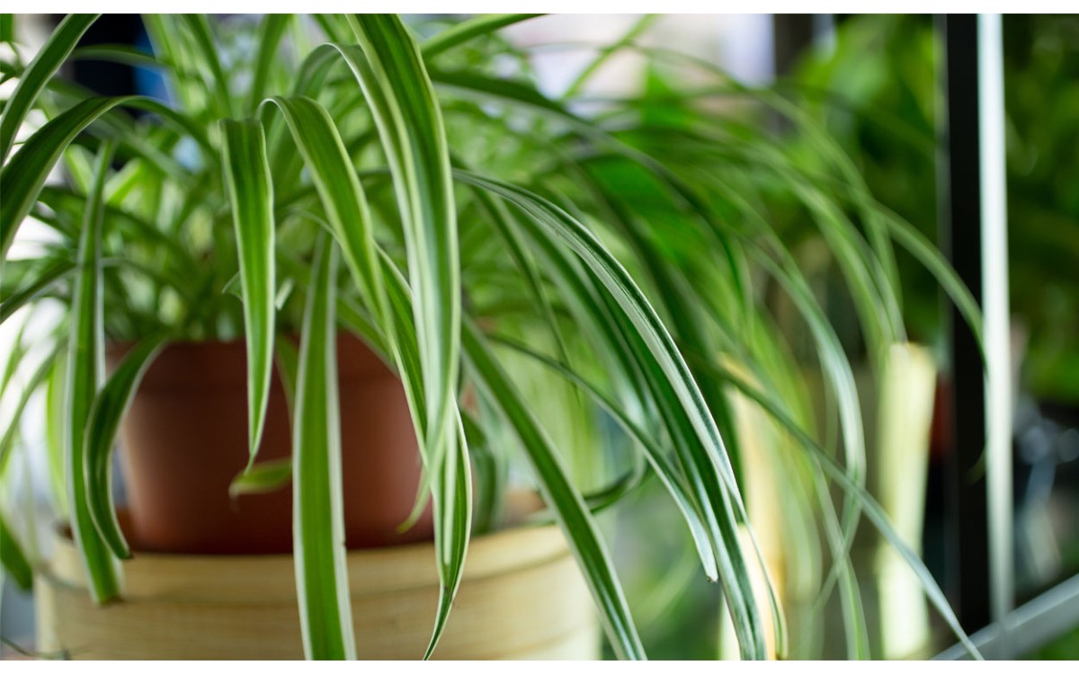 Las mejores plantas de interior para su hogar