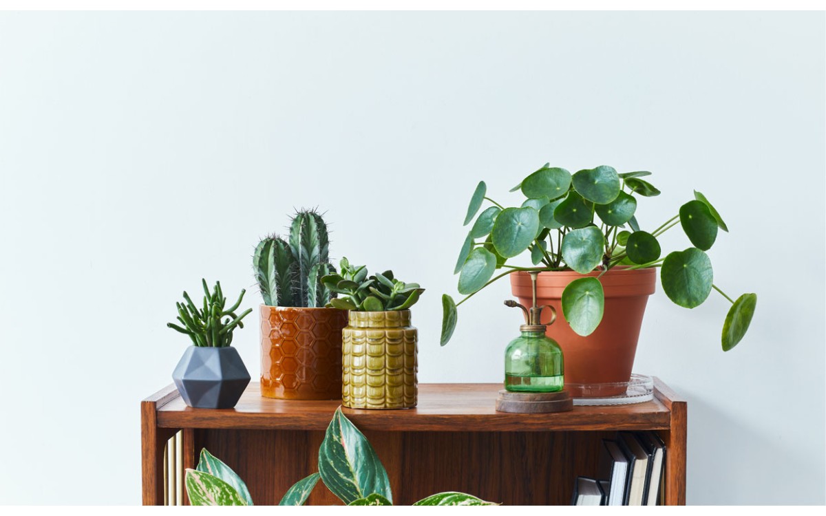 Las mejores plantas para decoración de tu hogar