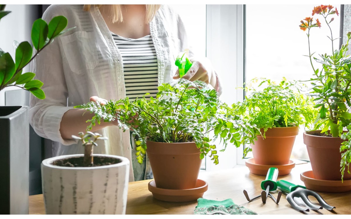 Las mejores plantas para decorar el hogar