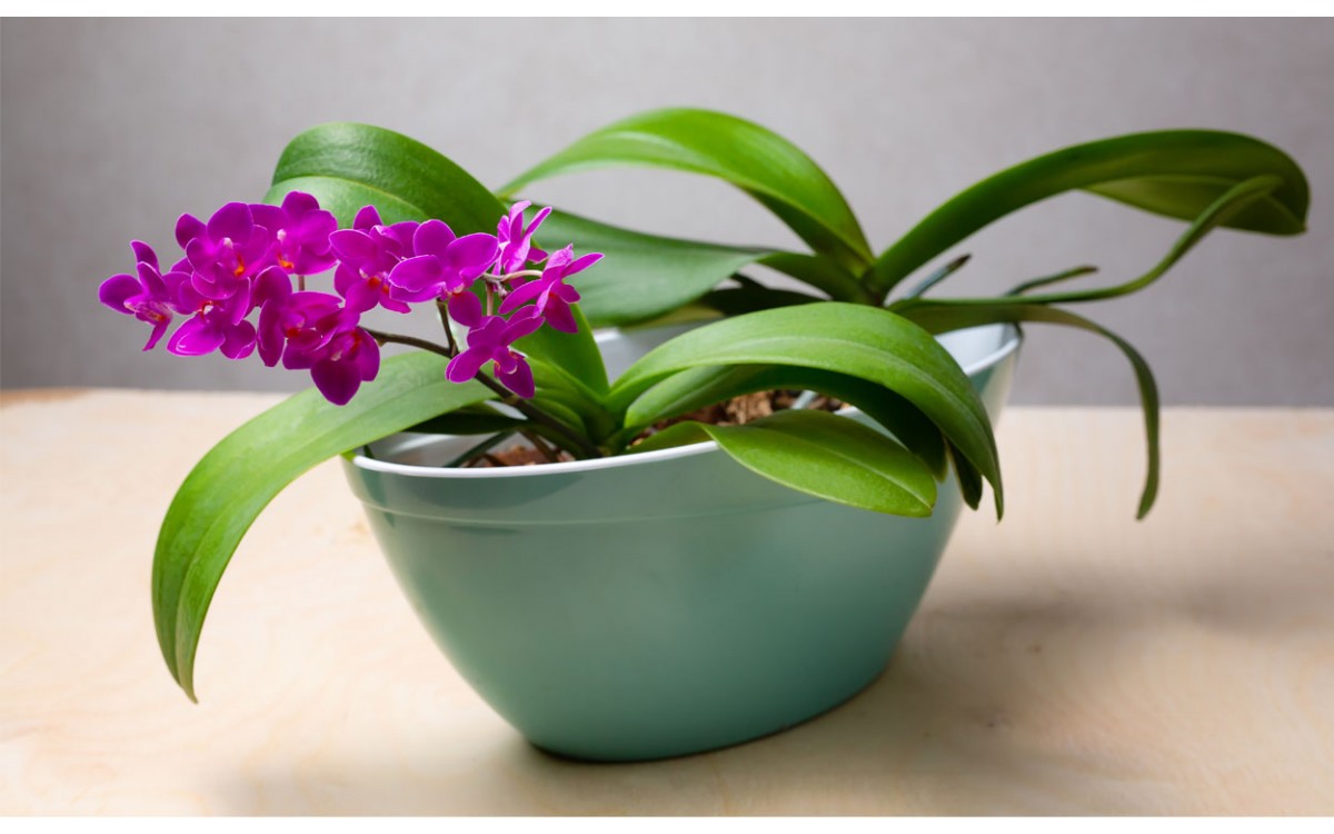 Las mini orquídeas: mientras más pequeñas, más bellas y aromáticas