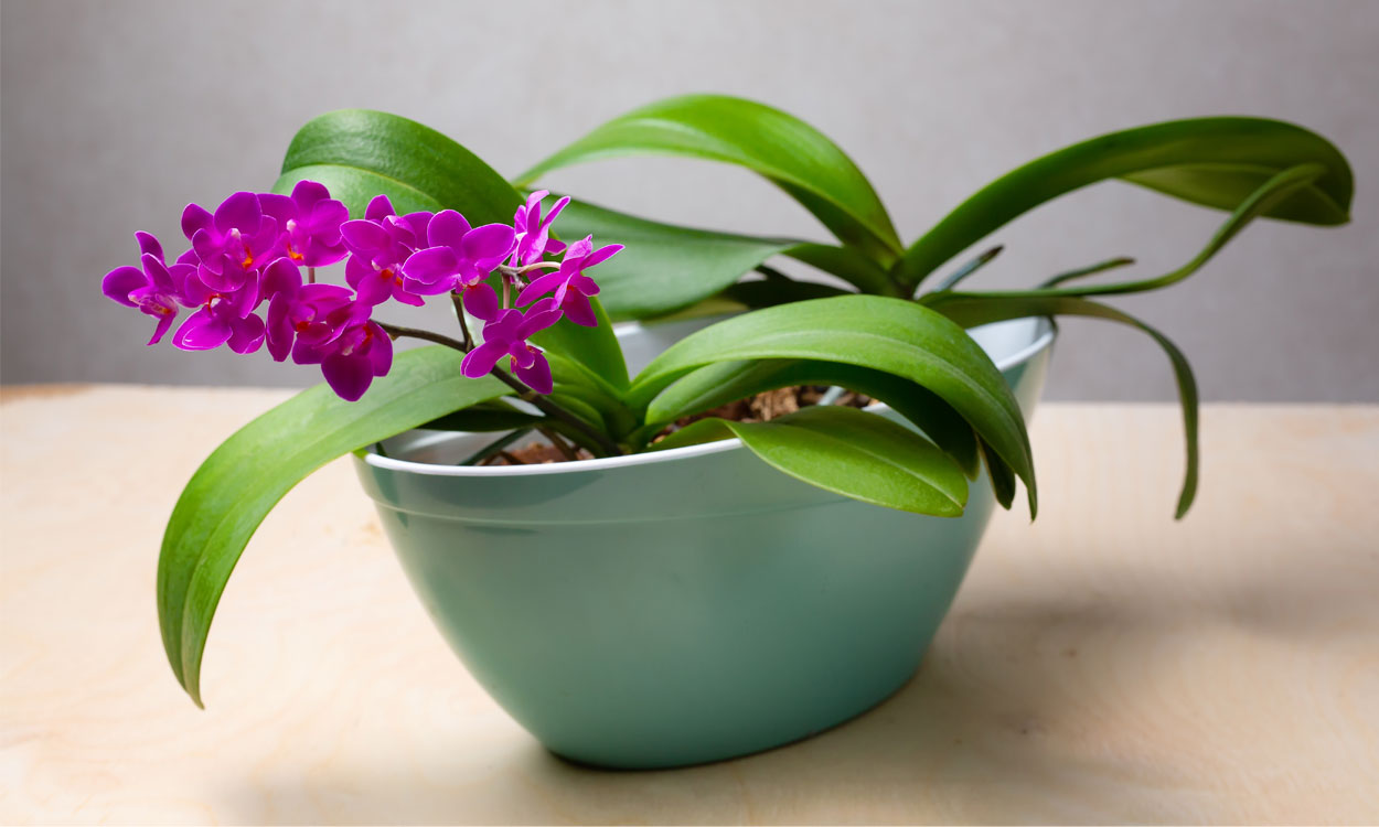 Las mini orquídeas: mientras más pequeñas, más bellas y aromáticas