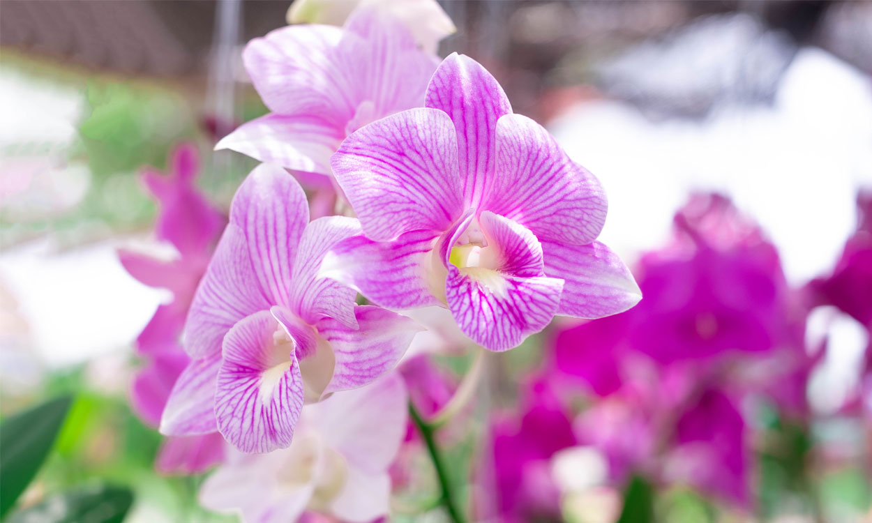 Las orquídeas son las flores más hermosas que nos brinda la naturaleza