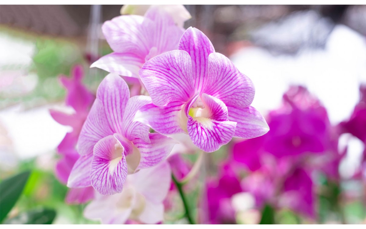 Las orquídeas son las flores más hermosas que nos brinda la naturaleza