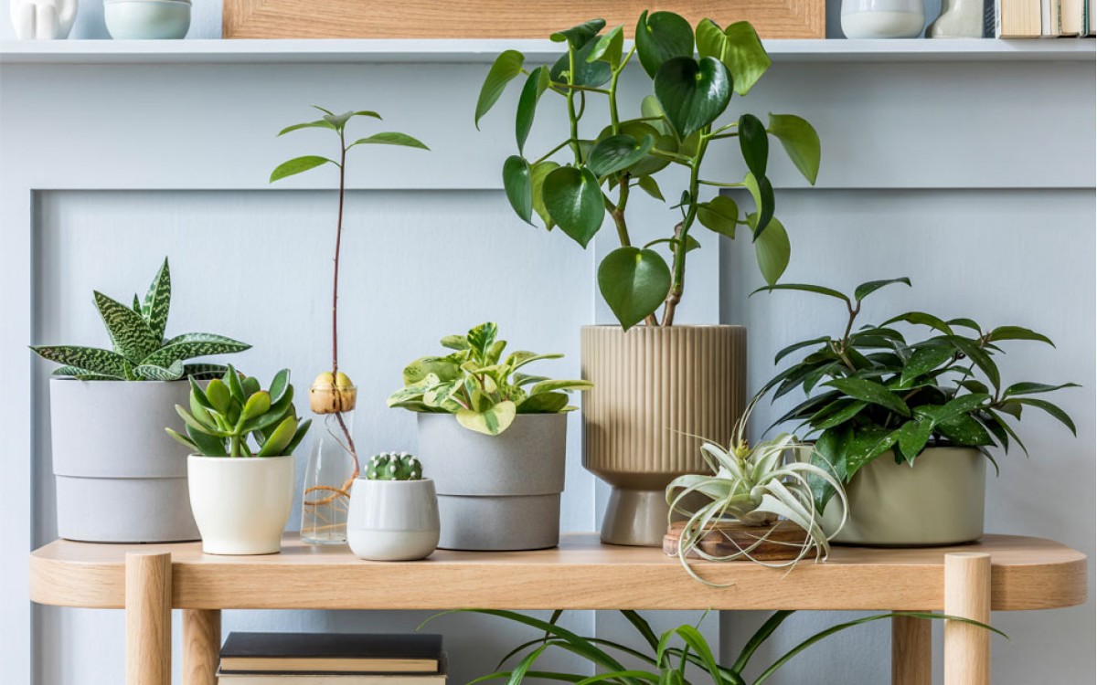 Las plantas, perfectas aliadas de la decoración