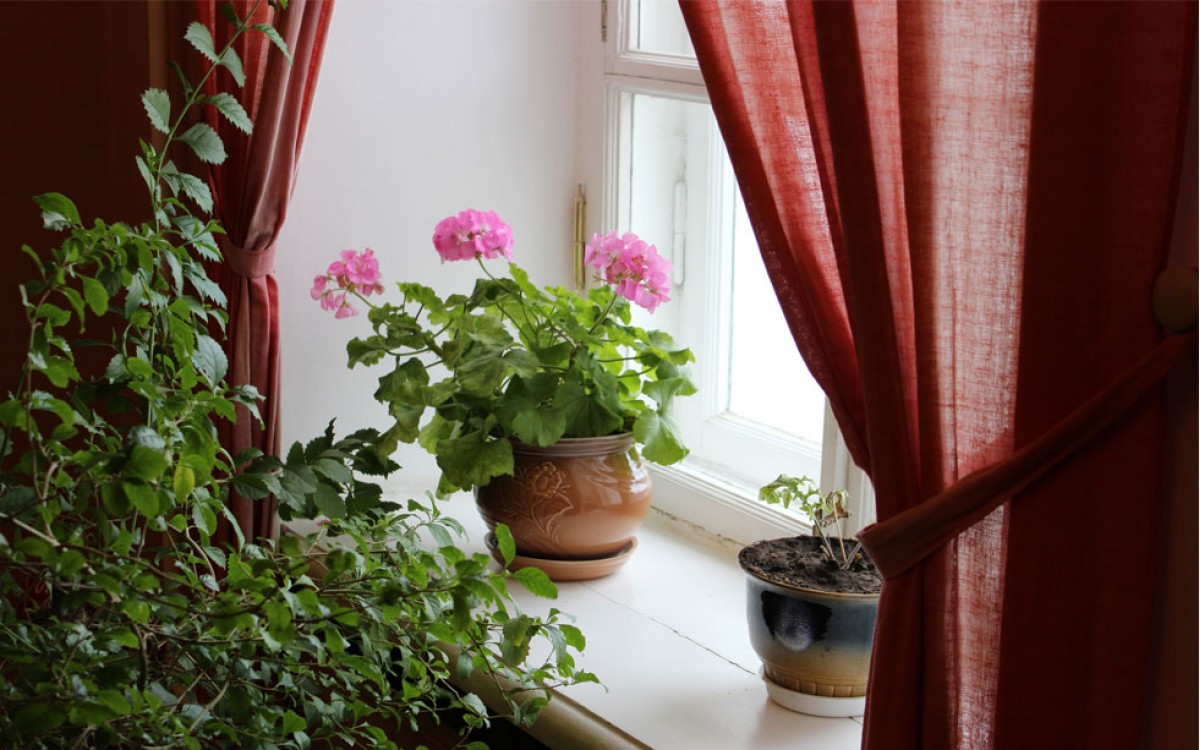 Las plantas de interior con flor pueden conservarse todo el año
