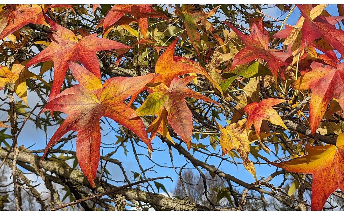 El árbol de liquidámbar (Liquidambar styraciflua) conocido como liquidámbar americano o árbol de ámb