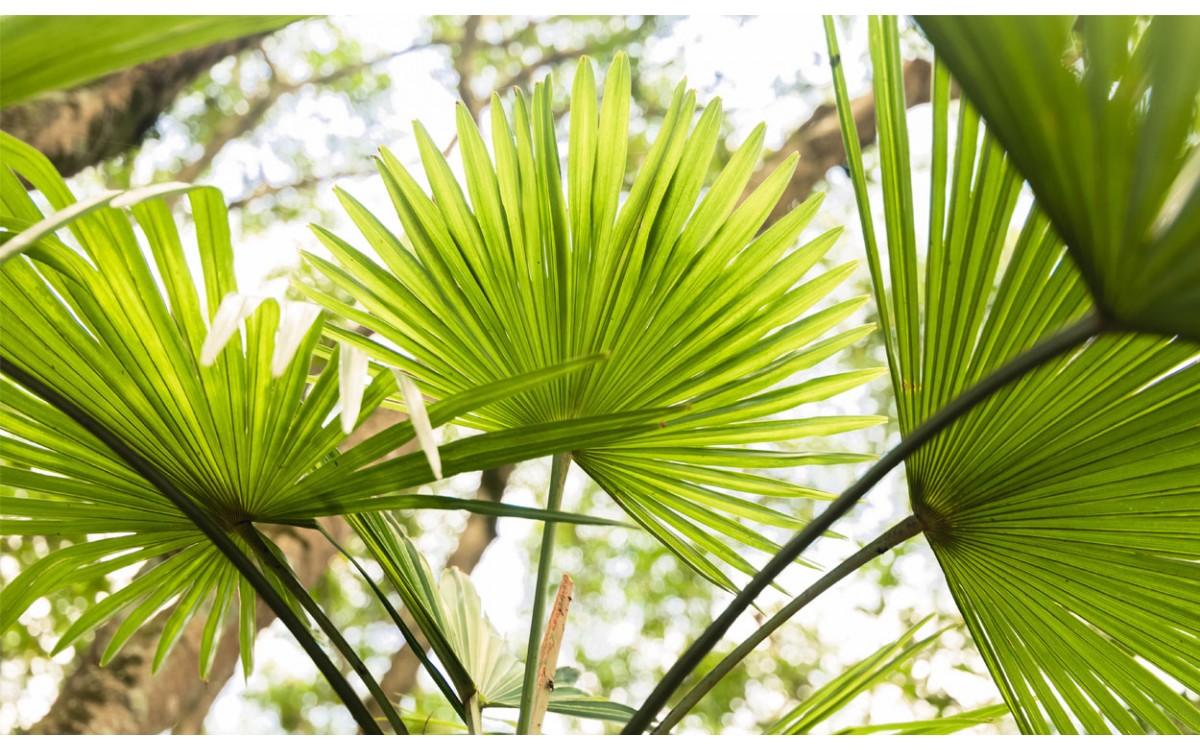 Livistona o palmera china