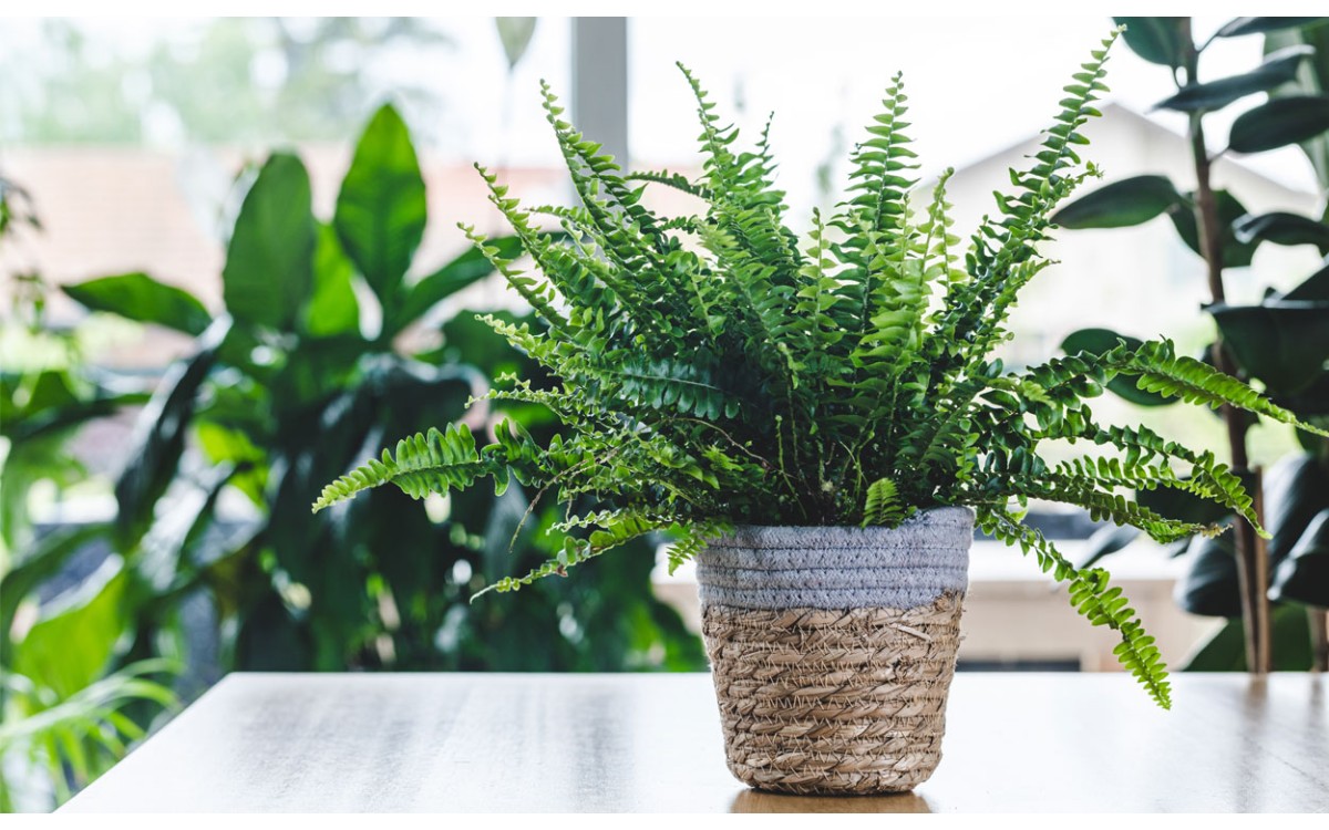 Los beneficios de añadir hermosas plantas a su hogar u oficina