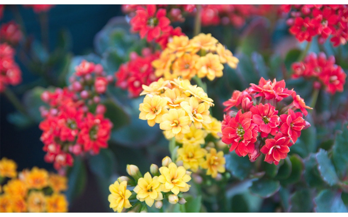 Los kalanchoe, plantas tan hermosas como medicinales