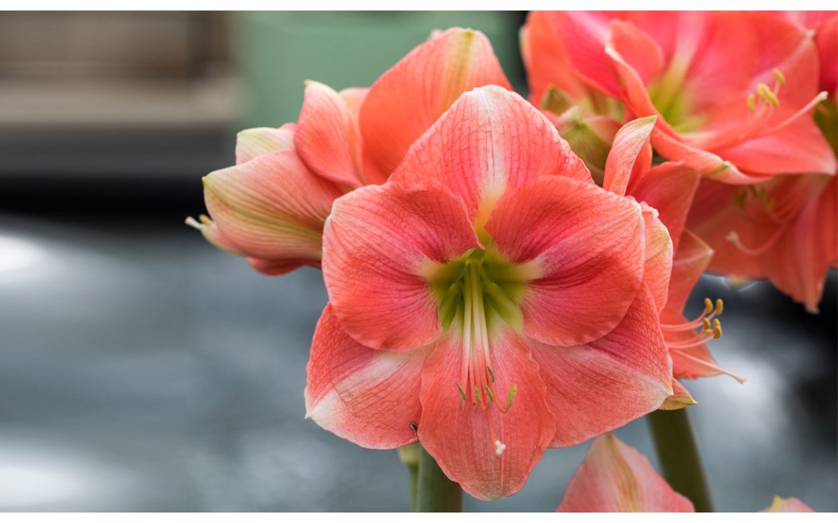 Los mejores colores en las amaryllis