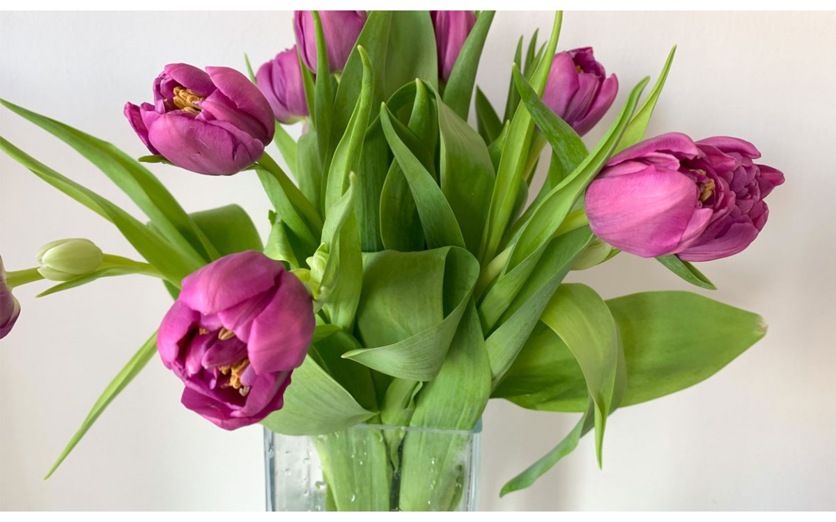 Los tulipanes como el centro de arreglos florales de gran distinción