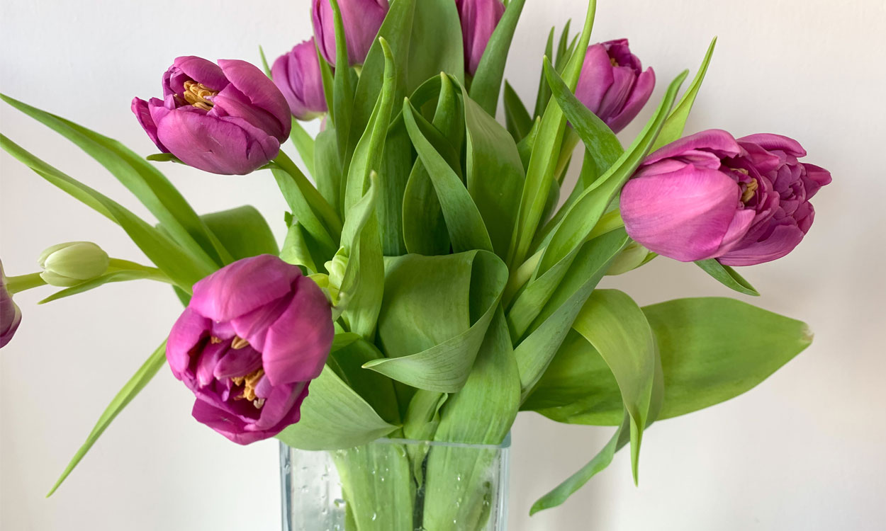 Los tulipanes como el centro de arreglos florales de gran distinción