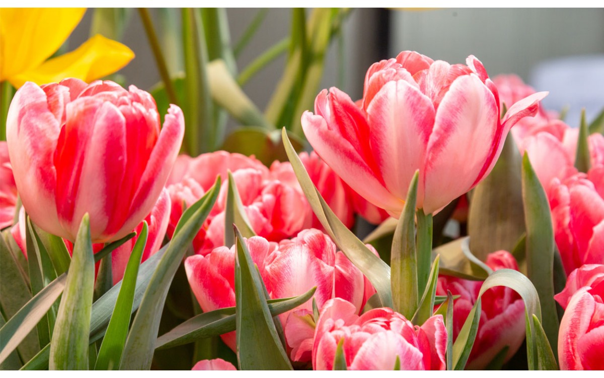 Los tulipanes, flores tan hermosas como versátiles