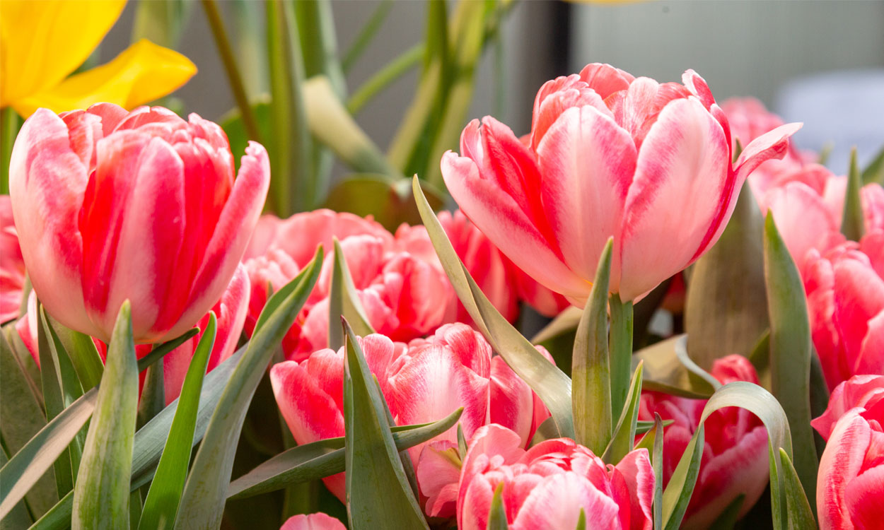 Los tulipanes, flores tan hermosas como versátiles