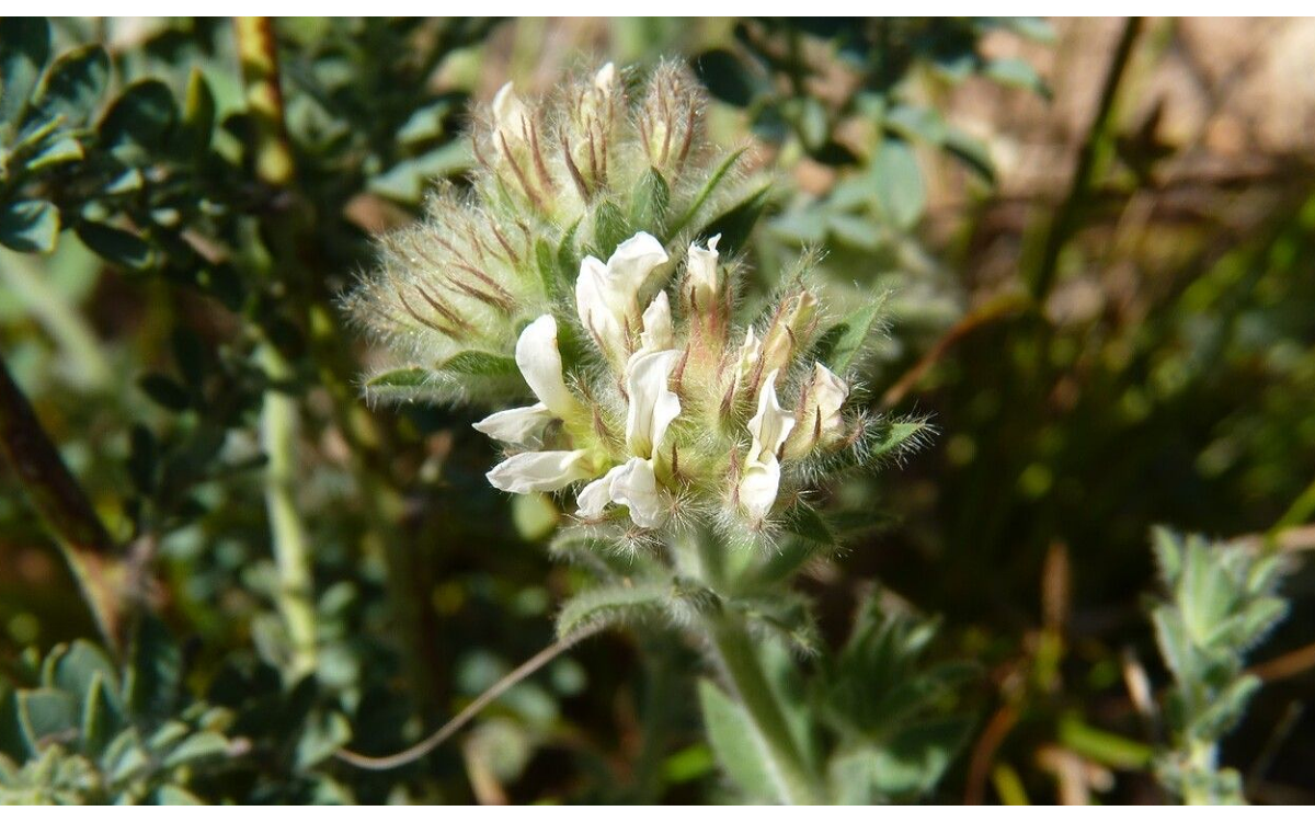 Lotus hirsutus L. comúnmente conocida como Bocha peluda o hierva del pastor
