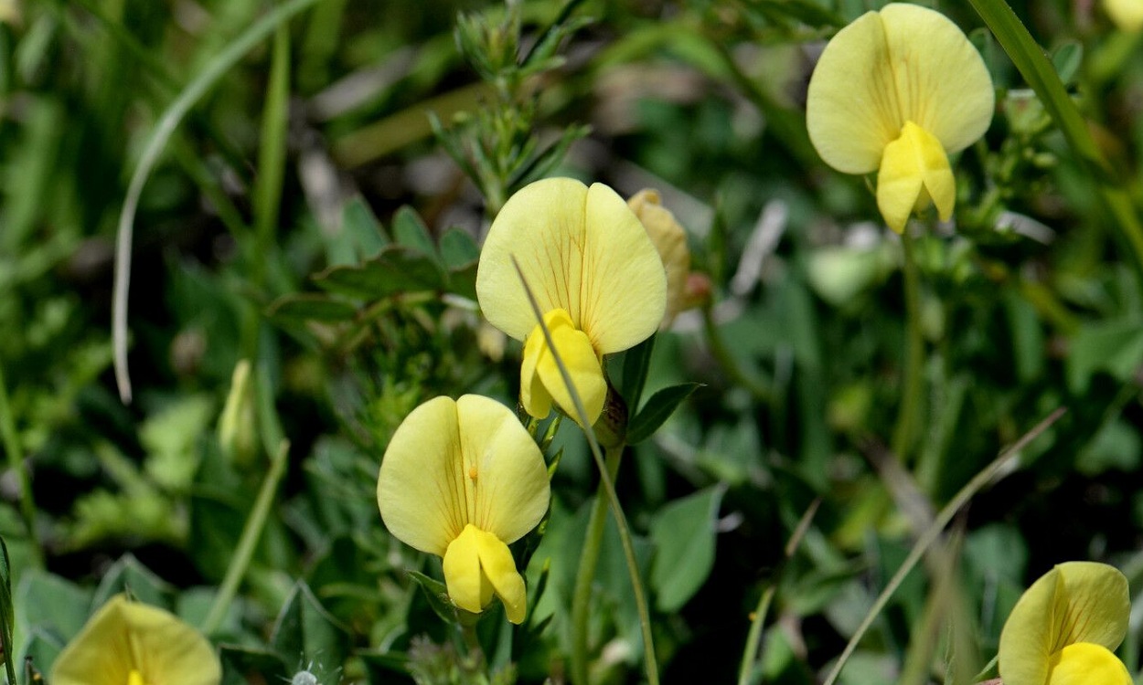 Lotus maritimus L. comúnmente conocida como Guisantillo amarillo o Loto cultivado