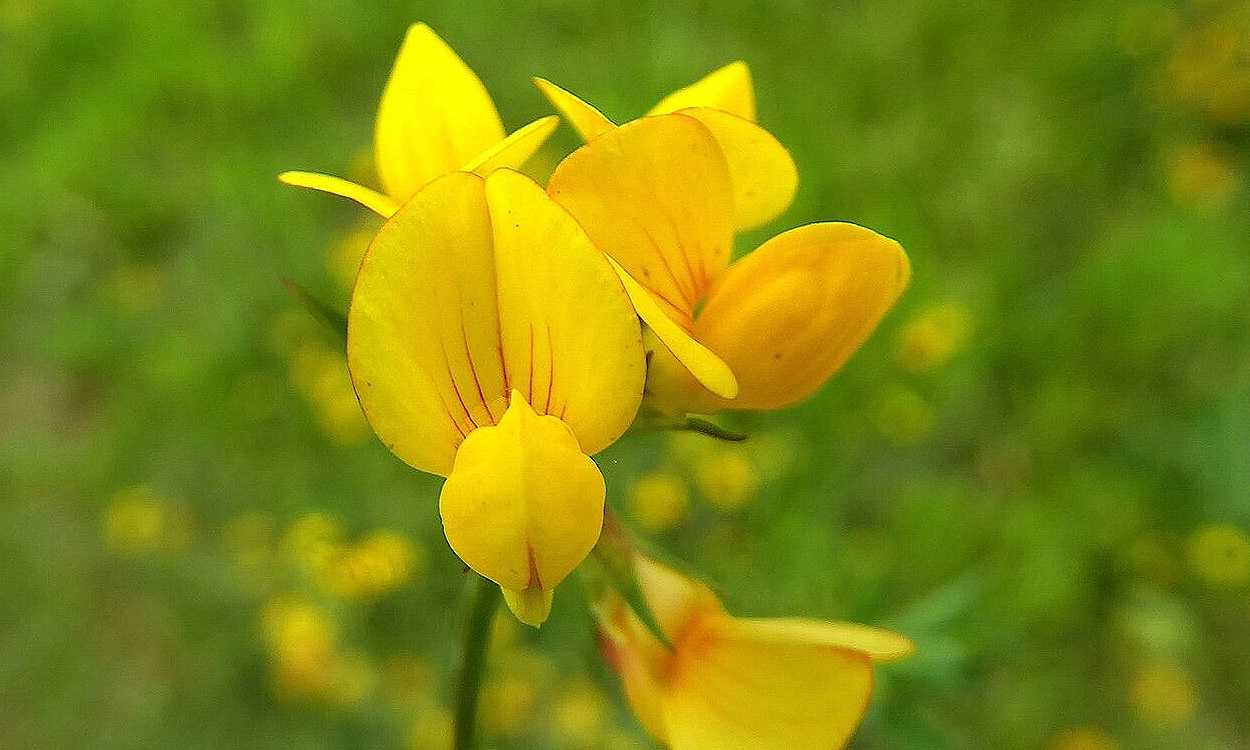 Lotus ornithopodioides L. comúnmente conocida como corona de rey o pie de gallo